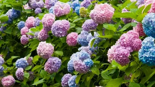 Какие растения нельзя обрезать в апреле: 9 видов, которые потеряют цветение