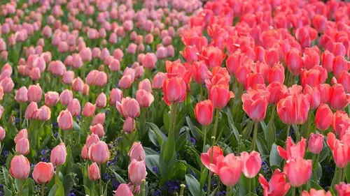 Тюльпаны растут, но не цветут: что делать