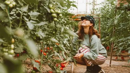 Что добавить в лунку при высаживании томатов и перца, чтобы получ...