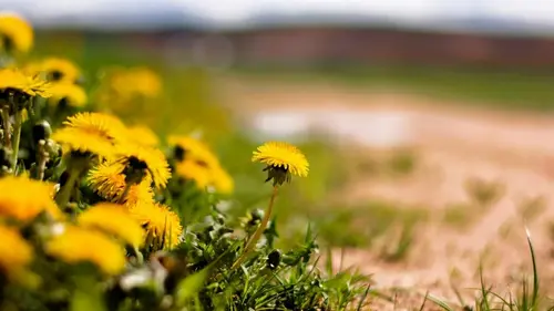 Как избавиться от одуванчиков на садовом участке: это нужно сделать в апреле-начале мая