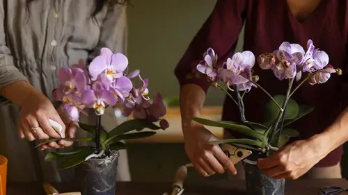 Орхидея будет цвести без остановки: в сети завирусился простой трюк