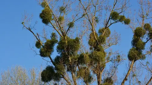 Просто обрезать ее нельзя: как спасти садовые деревья от омелы