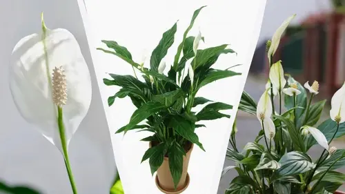 Почему листья спатифиллума скручиваются: 3 шага к спасению