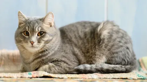 Почему кот избегает своего хозяина: 5 самых частых ошибок, которые допускают владельцы животных