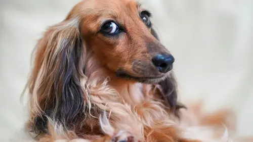 Одна ошибка во время прогулки может навредить собаке: ветеринар объяснила, какая именно