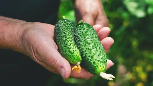 Когда собирать помидоры, огурцы и зелень, чтобы они были наиболее вкусными