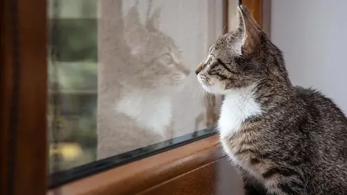 Как долго кот может оставаться дома один: ответ экспертов