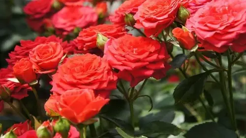 Чем подкормить розы летом для пышного цветения и аромата