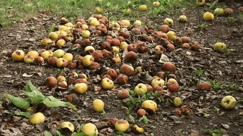 Нельзя оставлять гнилые яблоки под деревьями: куда их девать — 4 способа использования