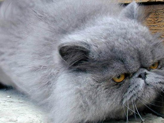 Как ухаживать за породой персидских котов?
