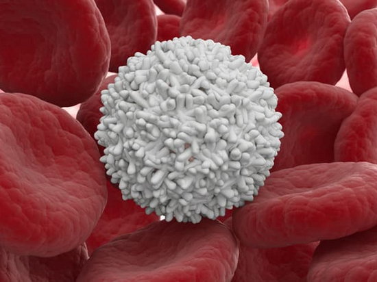 Как укрепить иммунитет увеличив количество лейкоцитов в крови