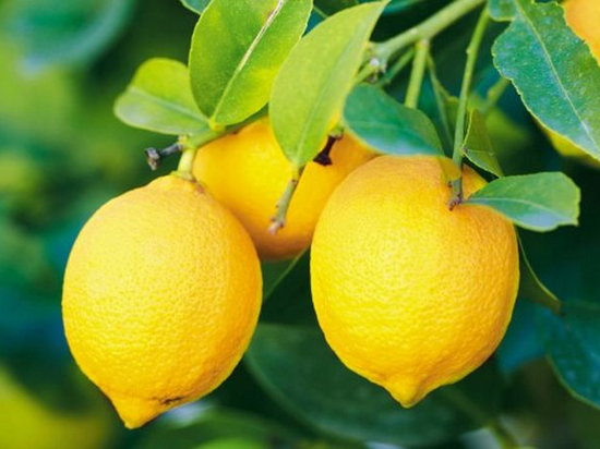 6 интересных фактов о лимоне