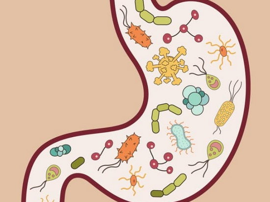 Кишечные бактерии играют ключевую роль в развитии ожирения