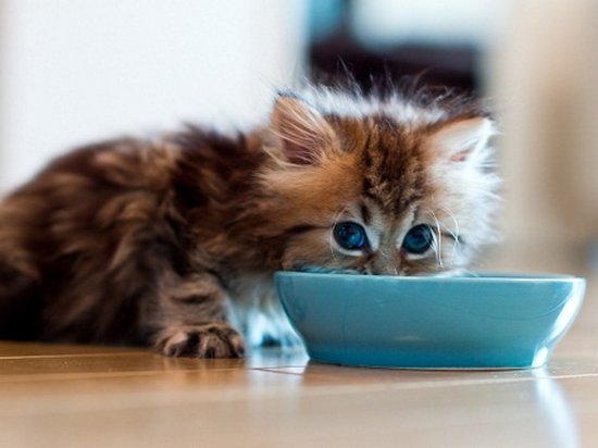 Чем можно кормить домашних кошек?