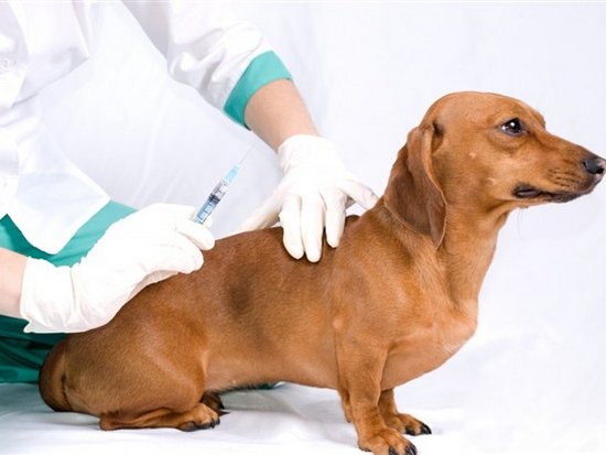 Какие прививки нужно делать домашним животным?