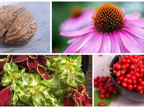 15 растений для нормализации и улучшения работы щитовидной железы