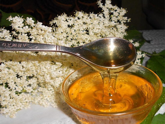 Мёд из цветов черной бузины (рецепт)