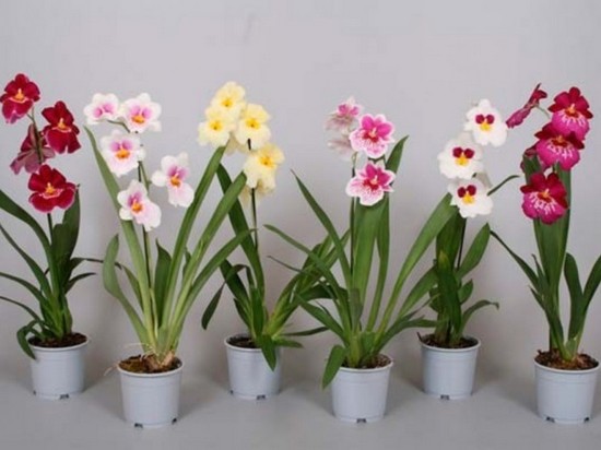 Как ухаживать за орхидеями и размножать их?