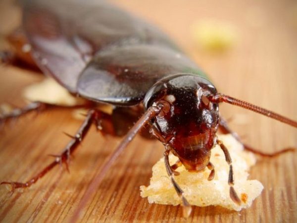 Как избавиться от тараканов в доме?