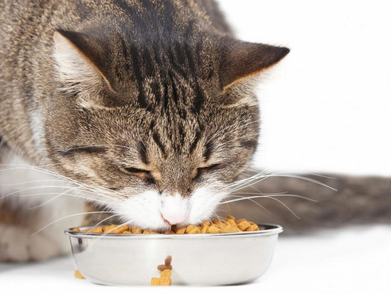 Меню для кошек: сухой корм или натуральный?