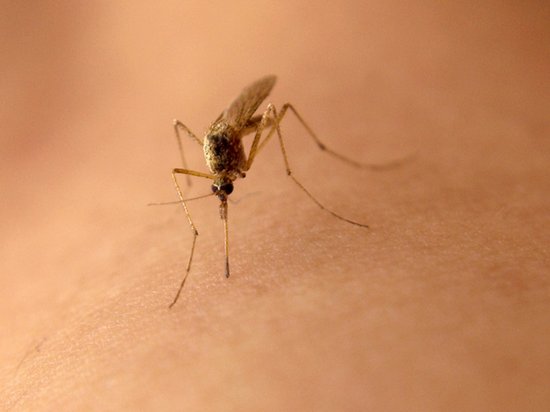 Зуд от укуса комара: как избавиться?