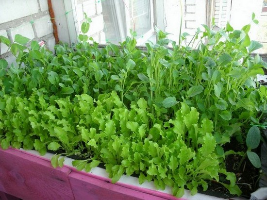 Как вырастить овощи и зелень на подоконнике