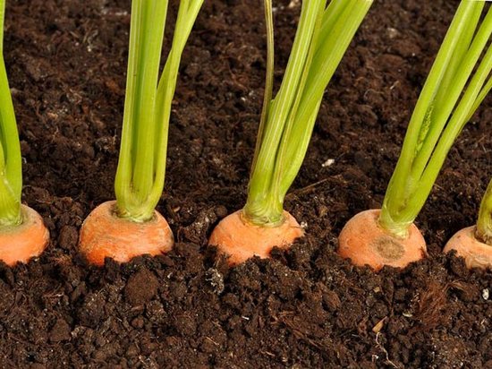 Как правильно посадить морковь весной?