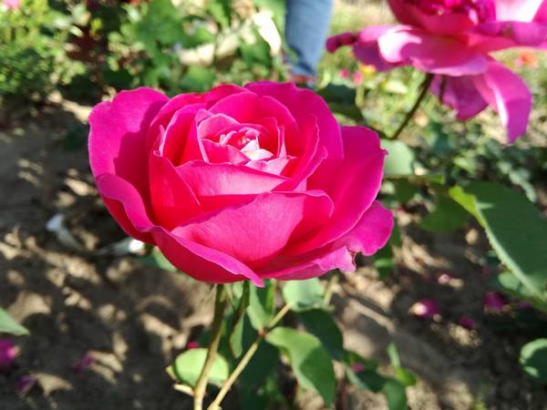Саженцы роз от питомника «САДКО»