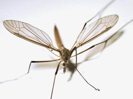Отпугиваем комаров биологически безопасными средствами