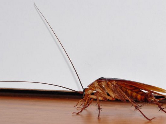 Защищаем оргтехнику от тараканов
