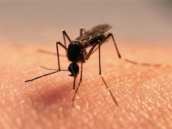 Как бороться с комарами народными методами