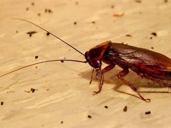 Происхождение тараканов и борьба с ними