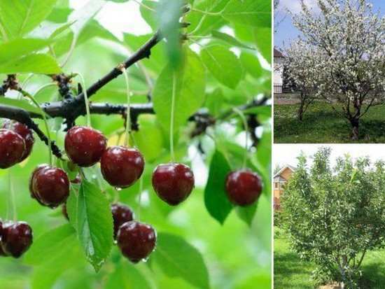 Почему опадают завязи и растущие плоды вишни и сливы?